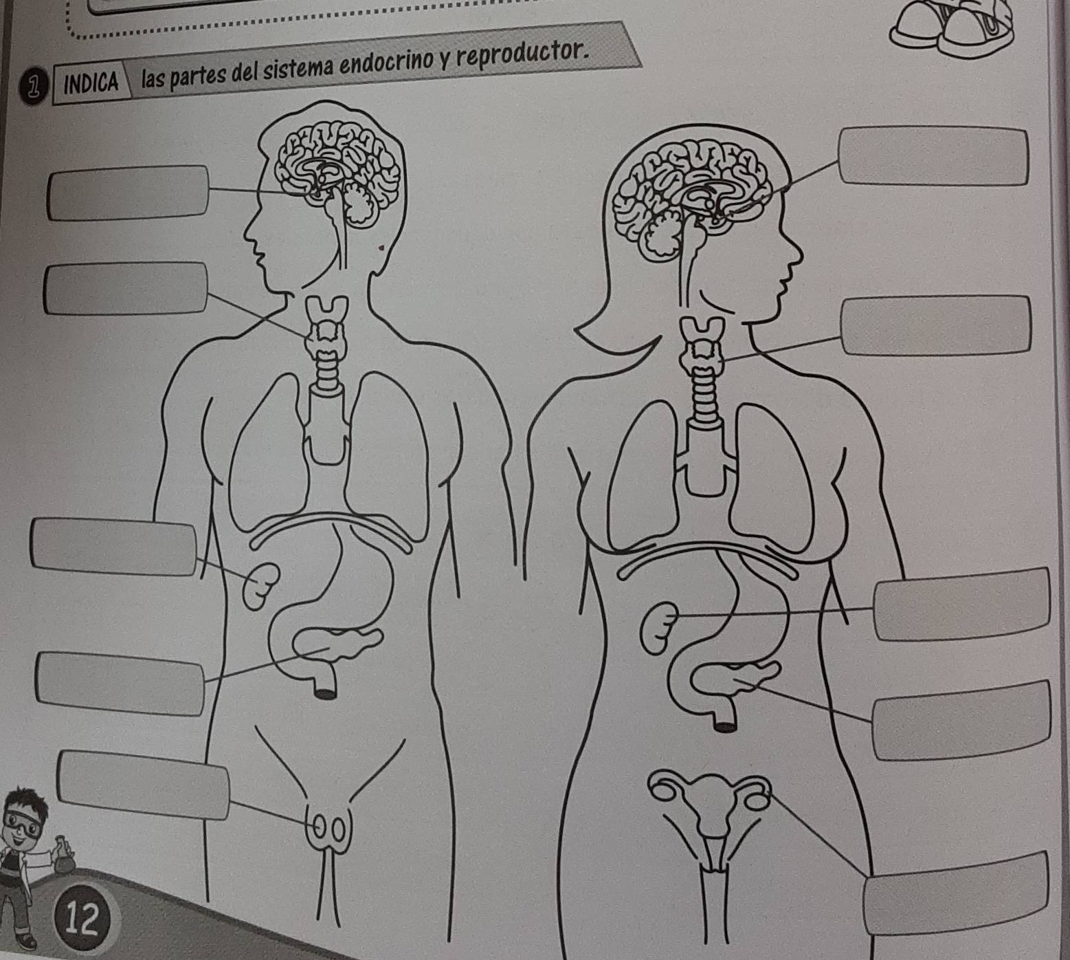 1las partes del sistema endocrino y reproductor. 
12