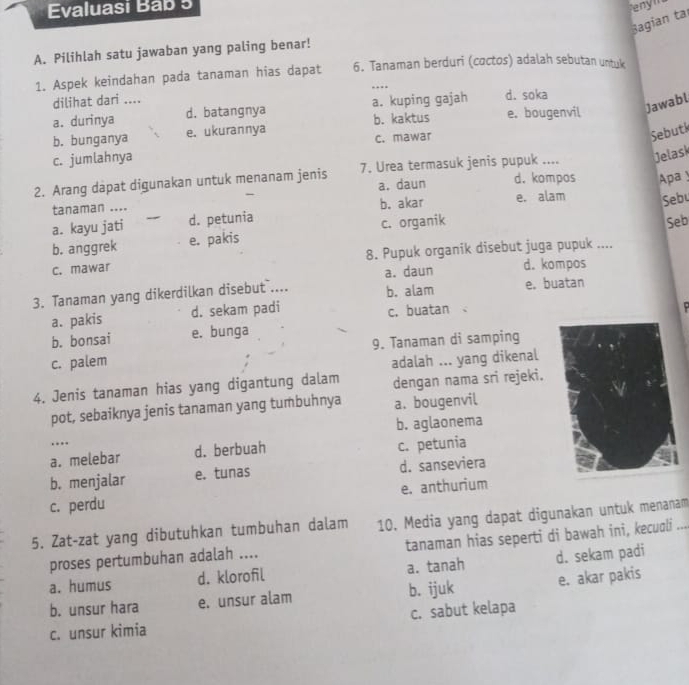 Evaluasi Bab 5 eny''
Bagian ta
A. Pilihlah satu jawaban yang paling benar!
1. Aspek keindahan pada tanaman hias dapat 6. Tanaman berduri (coctos) adalah sebutan untuk
dilihat dari ....
Jawabl
a. durinya d. batangnya a. kuping gajah d. soka
b. bunganya e. ukurannya b. kaktus e. bougenvil
c. mawar
Sebutk
c. jumlahnya
2. Arang dapat digunakan untuk menanam jenis 7. Urea termasuk jenis pupuk .... Jelask
a. daun d. kompos Apa y
_
tanaman .... b. akar e. alam Seb
a. kayu jati d. petunia
b. anggrek e. pakis c. organik
Seb
c. mawar 8. Pupuk organik disebut juga pupuk ....
a. daun d.kompos
3. Tanaman yang dikerdilkan disebut .... b. alam e. buatan
a. pakis d. sekam padi c.buatan 、
b. bonsai e. bunga
9. Tanaman di samping
c. palem adalah ... yang dikenal
4. Jenis tanaman hias yang digantung dalam dengan nama sri rejeki.
pot, sebaiknya jenis tanaman yang tumbuhnya a. bougenvil
b. aglaonema
…
a. melebar d. berbuah
c. petunia
b. menjalar e. tunas d. sanseviera
c. perdu e. anthurium
5. Zat-zat yang dibutuhkan tumbuhan dalam 10. Media yang dapat digunakan untuk menanam_
proses pertumbuhan adalah .... tanaman hias seperti di bawah ini, kecudli
a. humus d. klorofil a. tanah d. sekam padi
b. unsur hara e. unsur alam b. ijuk e. akar pakis
c. unsur kimia c. sabut kelapa