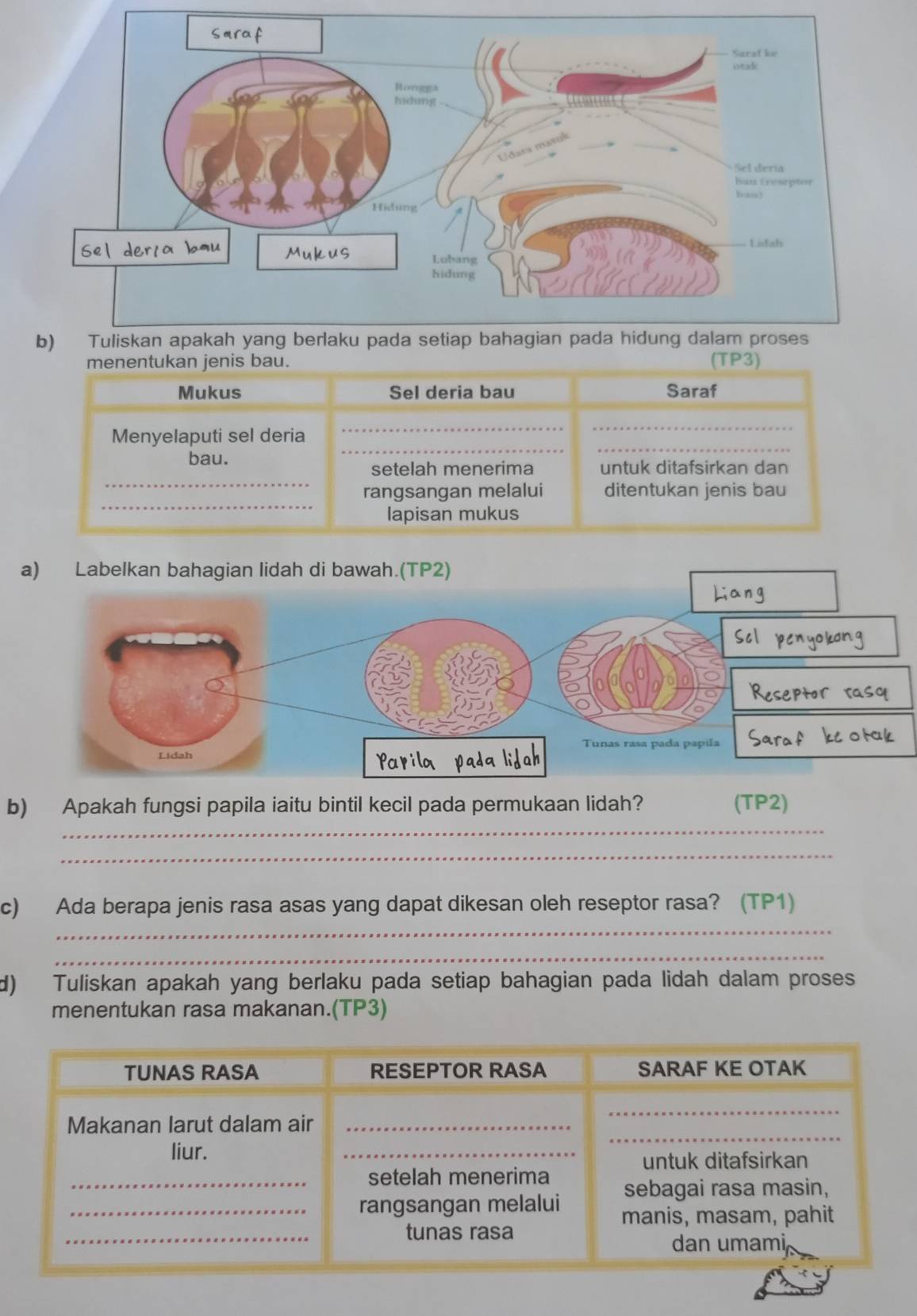 menentukan jenis bau. (TP3) 
Mukus Sel deria bau Saraf 
Menyelaputi sel deria 
_ 
_ 
bau. 
__ 
_ 
setelah menerima untuk ditafsirkan dan 
_ 
rangsangan melalui ditentukan jenis bau 
lapisan mukus 
a) Labelkan bahagian lidah di bawah.(TP2) 
b) Apakah fungsi papila iaitu bintil kecil pada permukaan lidah? (TP2) 
_ 
_ 
_ 
c) Ada berapa jenis rasa asas yang dapat dikesan oleh reseptor rasa? (TP1) 
_ 
d) Tuliskan apakah yang berlaku pada setiap bahagian pada lidah dalam proses 
menentukan rasa makanan.(TP3)