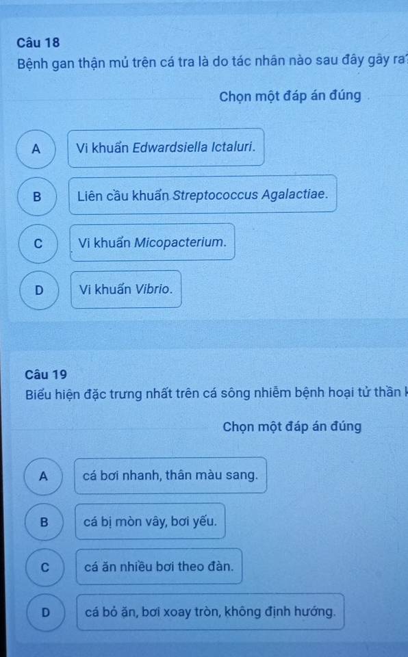 Bệnh gan thận mủ trên cá tra là do tác nhân nào sau đây gây ra?
Chọn một đáp án đúng
A Vi khuẩn Edwardsiella Ictaluri.
B Liên cầu khuẩn Streptococcus Agalactiae.
C Vi khuẩn Micopacterium.
D Vi khuấn Vibrio.
Câu 19
Biểu hiện đặc trưng nhất trên cá sông nhiễm bệnh hoại tử thần I
Chọn một đáp án đúng
A cá bơi nhanh, thân màu sang.
B cá bị mòn vây, bơi yếu.
C cá ăn nhiều bơi theo đàn.
D cá bỏ ặn, bơi xoay tròn, không định hướng.