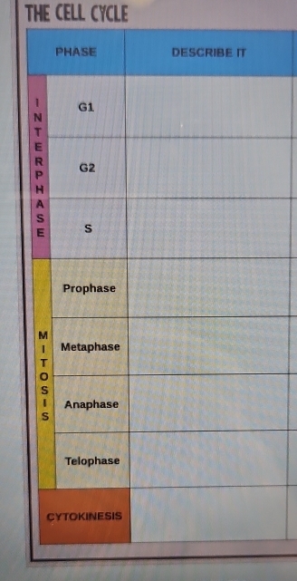 THE CELL CYCLE