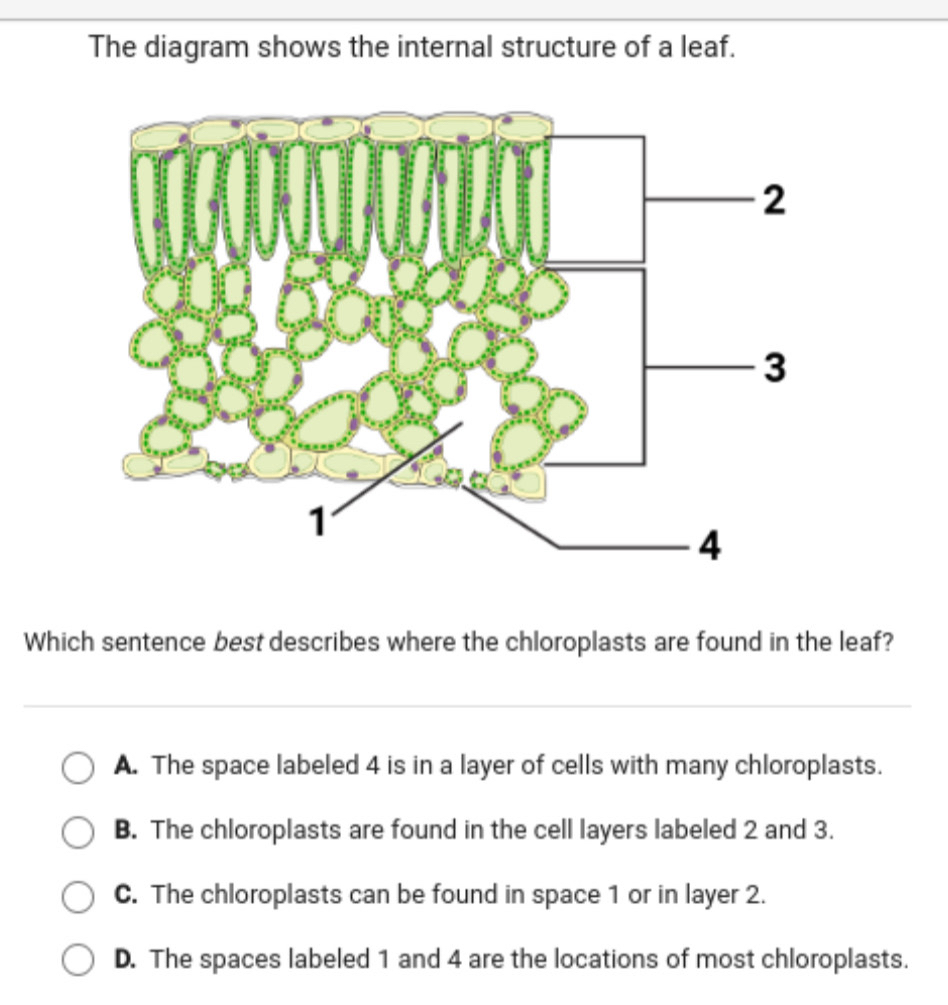 Solved: The diagram shows the internal structure of a leaf. Which ...
