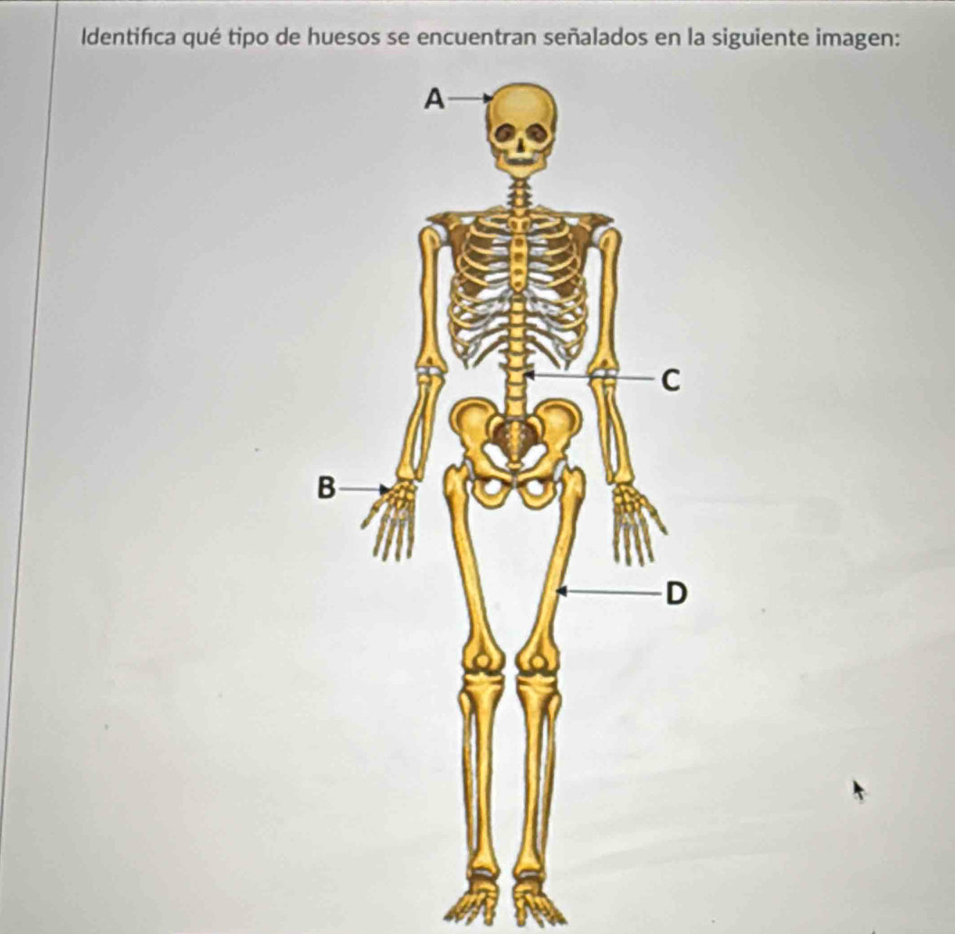 Identifca qué tipo de huesos se encuentran señalados en la siguiente imagen: