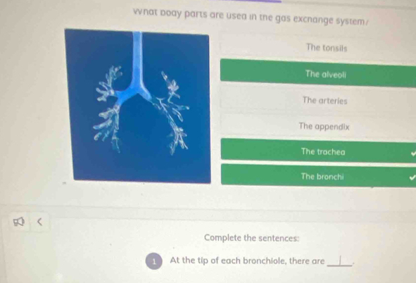 wnat boay parts are usea in the gas excnange system/
The tonsils
The alveoli
The arteries
The appendix
The trachea
The bronchi
Complete the sentences:
1 At the tip of each bronchiole, there are _.