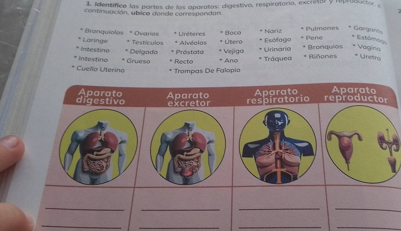 Identifico las partes de los aparatos: digestivo, respiratorio, excretor y reproauctor. 
continuación, ubico donde correspondan. 
2 
Bronquiolos * Ovarios Uréteres Boca Nariz Pulmones Garganta 
Laringe Testículos Alvéolos Útero Esófago Pene 
Estómago 
Intestino * Delgado Próstata Vejiga Urinaria Bronquios Vagina 
Intestino * Grueso Recto Ano Tráquea Riñones * Uretra 
Cuello Uterino 
* Trompas De Falopio 
Aparato Aparato 
Aparato 
Aparato 
digestivo respiratorio reproducto 
excretor 
_ 
_ 
__ 
_ 
_ 
__