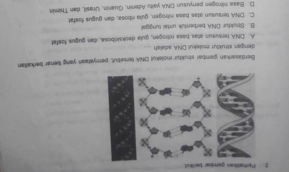 Perhatikan gambar berikut.
Berdasarkan gambar struktur molekul DNA tersebut, pernyataan yang benar berkaitan
dengan struktur molekul DNA adalah ....
A. DNA tersusun atas basa nitrogen, gula deoksiribosa, dan gugus fosfat
B. Struktur DNA berbentuk untai tunggal
C. DNA tersusun atas basa nitrogen, gula ribosa, dan gugus fosfat
D. Basa nitrogen penyusun DNA yaitu Adenin, Guanin, Urasil, dan Thimin