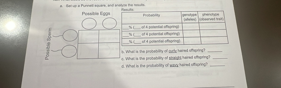 Set up a Punnett square, and analyze the results. 
What is the probability of curly haired offspring?_ 
What is the probability of straight haired offspring?_ 
What is the probability of wavy haired offspring?_