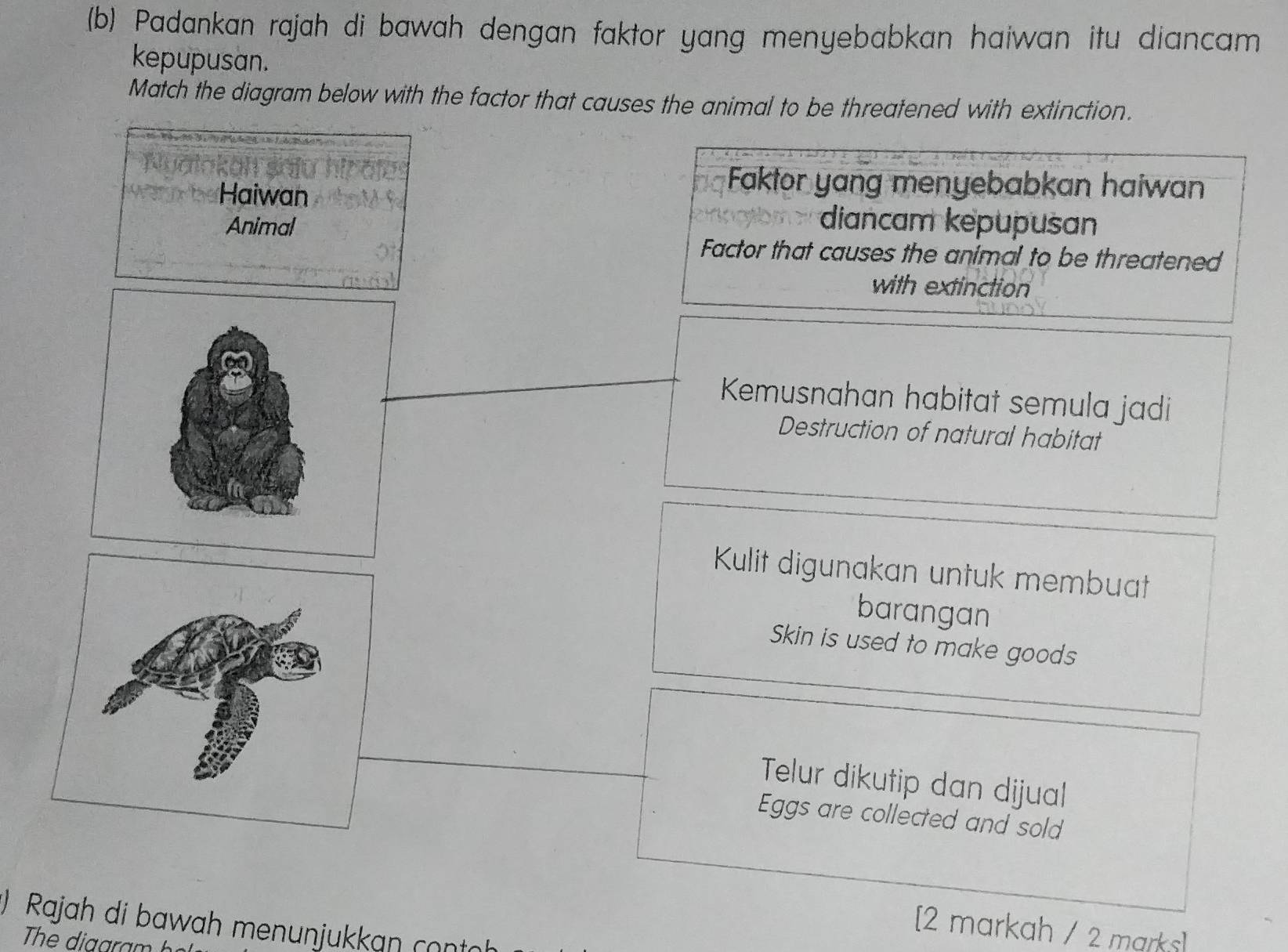 Padankan rajah di bawah dengan faktor yang menyebabkan haiwan itu diancam
kepupusan.
Match the diagram below with the factor that causes the animal to be threatened with extinction.
Haiwan
Faktor yang menyebabkan haiwan
Animal
diancam kepupusan
Factor that causes the animal to be threatened
with extinction
Kemusnahan habitat semula jadi
Destruction of natural habitat
Kulit digunakan untuk membuat
barangan
Skin is used to make goods
Telur dikutip dan dijual
Eggs are collected and sold
) Rajah di bawah menunjukkan cont
[2 markah / 2 marks]
The diggram