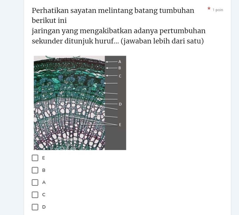 Perhatikan sayatan melintang batang tumbuhan 1 poin
berikut ini
jaringan yang mengakibatkan adanya pertumbuhan
sekunder ditunjuk huruf... (jawaban lebih dari satu)
E
B
A
C
D