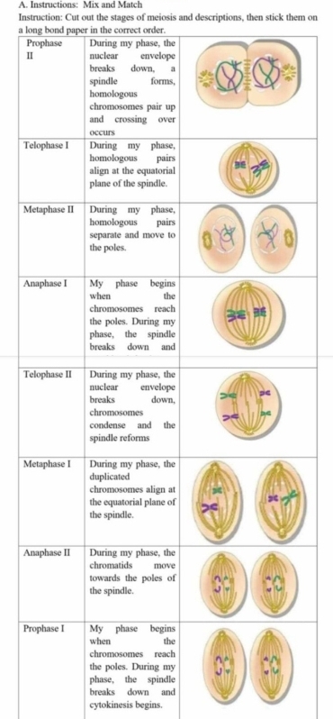 Instructions: Mix and Match 
Instruction: Cut out the stages of meiosis and descriptions, then stick them on 
a long bond paper in the correct order. 
Pr 
I 
Tel 
Me 
An 
Tel 
Me 
An 
Pro 
breaks down and 
cytokinesis begins.