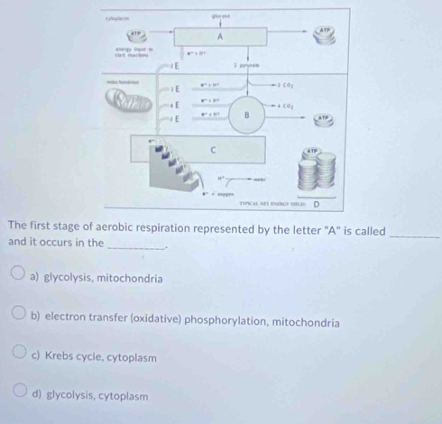 The first stage on represented by the letter ''A'' is called
and it occurs in the _.
a) glycolysis, mitochondria
b) electron transfer (oxidative) phosphorylation, mitochondria
c) Krebs cycle, cytoplasm
d) glycolysis, cytoplasm