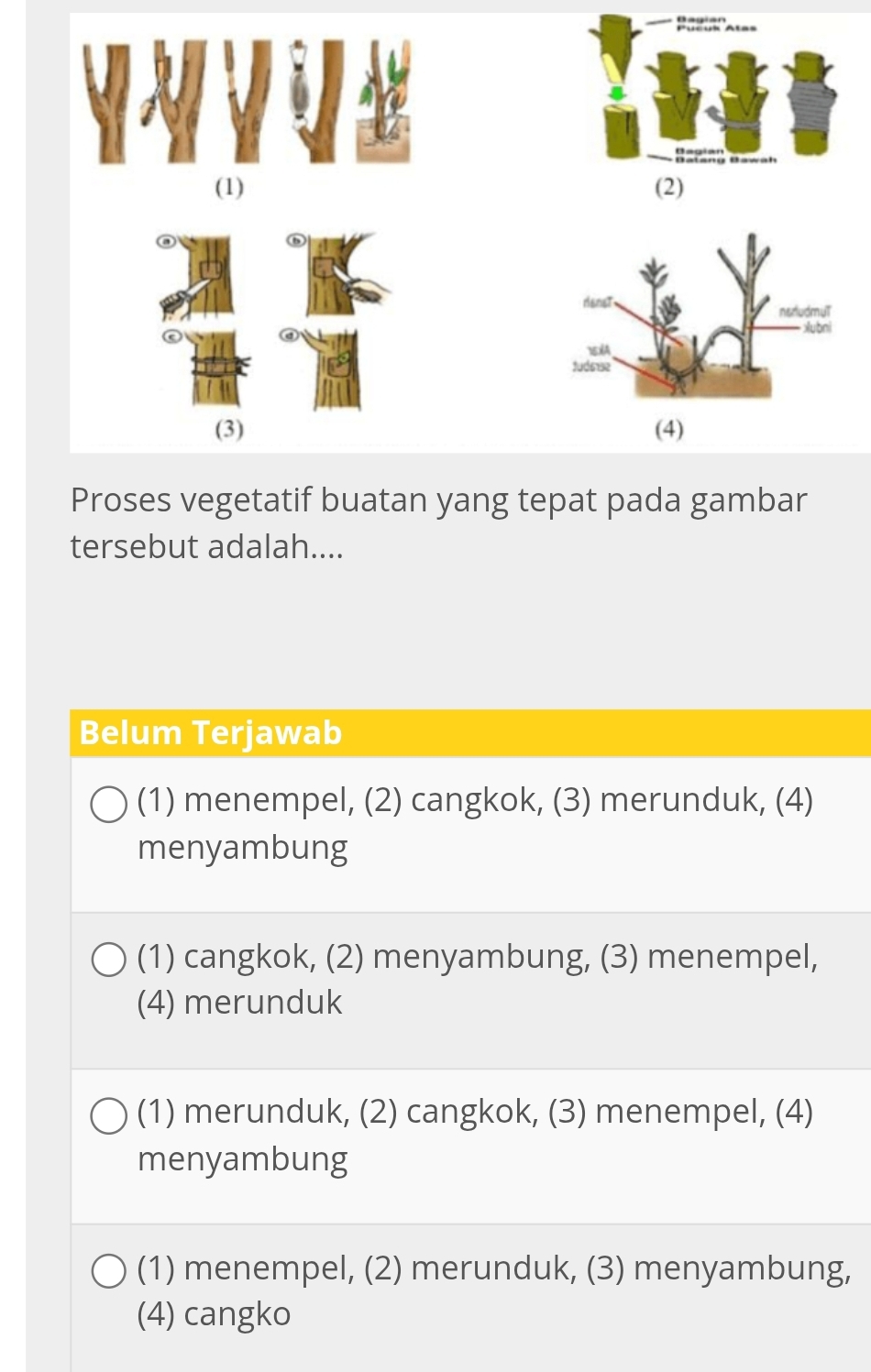 (1) (2)
(3) (4)
Proses vegetatif buatan yang tepat pada gambar
tersebut adalah....
Belum Terjawab
(1) menempel, (2) cangkok, (3) merunduk, (4)
menyambung
(1) cangkok, (2) menyambung, (3) menempel,
(4) merunduk
(1) merunduk, (2) cangkok, (3) menempel, (4)
menyambung
(1) menempel, (2) merunduk, (3) menyambung,
(4) cangko