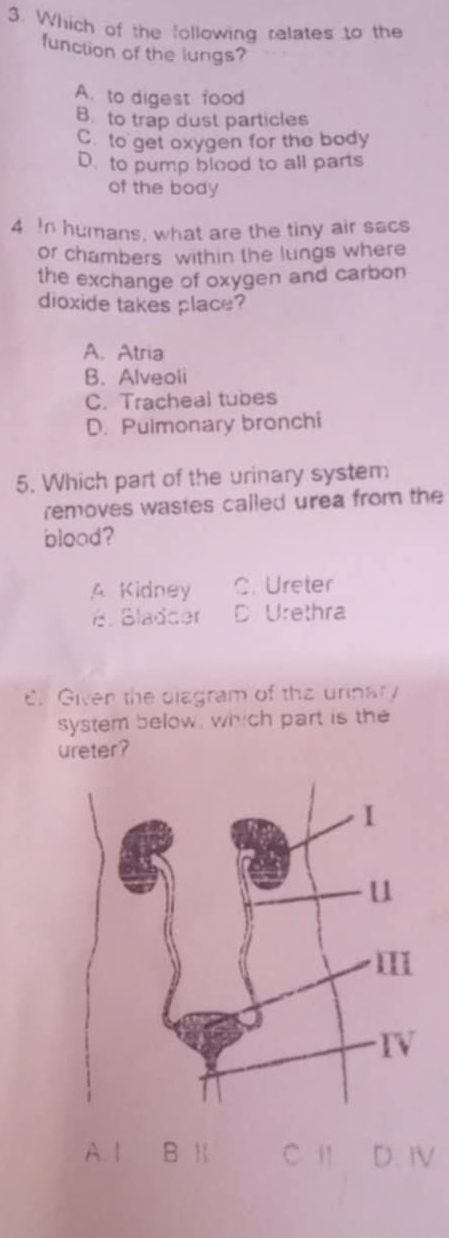 Which of the following relates to the
function of the lungs?
A. to digest food
B to trap dust particles
C. to get oxygen for the body
D. to pump blood to all parts
of the body
4 In humans, what are the tiny air sacs
or chambers within the lungs where
the exchange of oxygen and carbon
dioxide takes place?
A. Atria
B. Alveoli
C. Tracheal tubes
D. Pulmonary bronchi
5. Which part of the urinary system
removes wastes called urea from the
blood?
A Kidney C. Ureter
B. Bladder D. Urethra
. Given the diagram of the urinary
system below, which part is the
ureter?
A. I B Ⅱ C I D. IV