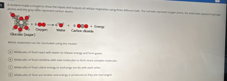 A student made a model to show the inputs and outputs of cellular respiration using three different balls. The red balls represent oxygen atoms, the white balls represent hydrogen atoms and the gray balls represent carbon 
Which statement can be concluded using the model?
A  Molecules of food react with water to release energy and form gases.
# ) Molecules of food combine with new molecules to form more complex molecules.
C) Molecules of food utilize energy to exchange bonds with each other.
D Molecules of food are broken and energy is produced as they are rearranged.