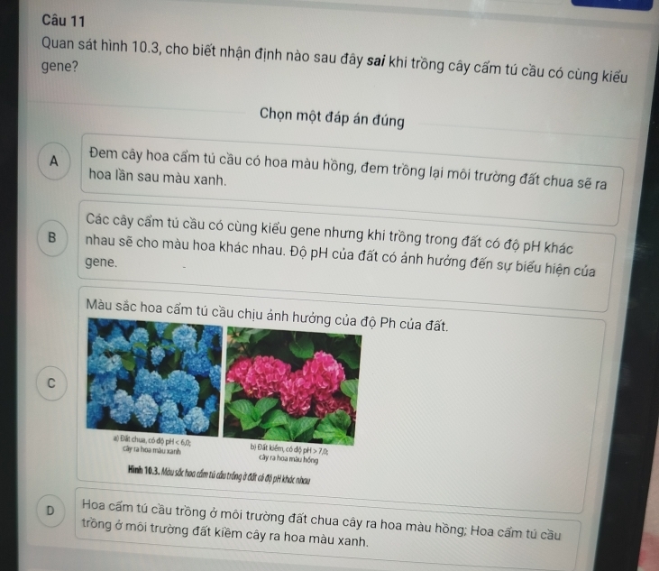 Quan sát hình 10.3, cho biết nhận định nào sau đây sai khi trồng cây cấm tú cầu có cùng kiểu
gene?
Chọn một đáp án đúng
A Đem cây hoa cẩm tú cầu có hoa màu hồng, đem trồng lại môi trường đất chua sẽ ra
hoa lần sau màu xanh.
Các cây cẩm tú cầu có cùng kiểu gene nhưng khi trồng trong đất có độ pH khác
B nhau sẽ cho màu hoa khác nhau. Độ pH của đất có ảnh hưởng đến sự biểu hiện của
gene.
Màu sắc hoa cẩm tú cầu chịu ảnh hưởng của độ Ph của đất.
C
a) Đất chua, có độ pH < 6,0;bị Đất kiểm, có độ pH > 7,0; cây ra hoa màu hồng
cây ra hoa màu xanh
Hình 10.3. Màu sắc hoa cầm tú cầu trống ở đất có độ pH khác nhau
D Hoa cấm tú cầu trồng ở môi trường đất chua cây ra hoa màu hồng; Hoa cẩm tú cầu
trồng ở môi trường đất kiềm cây ra hoa màu xanh.