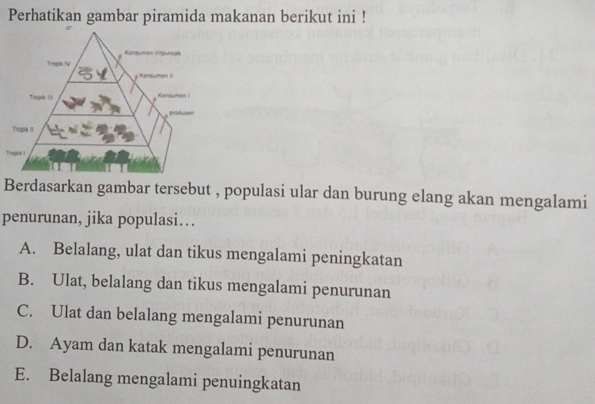 Perhatikan gambar piramida makanan berikut ini !
T
Berdasarkan gambar tersebut , populasi ular dan burung elang akan mengalami
penurunan, jika populasi…
A. Belalang, ulat dan tikus mengalami peningkatan
B. Ulat, belalang dan tikus mengalami penurunan
C. Ulat dan belalang mengalami penurunan
D. Ayam dan katak mengalami penurunan
E. Belalang mengalami penuingkatan