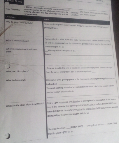 Cornell Notes 
74.51-6. Comstruct a scientific explanation based 
om evidence for the role of photosyethesis in the EQ: Hoe do planta and animata siblam 
Topic / Dibjective cycling of matter and flow of energy into and oul Question Essonial and proois enargg? 
of organisms 
Questions 
Notes 
Why do plants need sunlight? Plants need sunlight because they need exergy to make their hood in the prosess of 
photosynthesis. 
What is photosynthesis? Photosynthesis is when plants take water from their roots, cambon dicxide from the 
air, and use the enengy from the sun to make glocose which a food for the plant and 
to make cogen for us. 
place? Where does photosynthesis take 
_Photosynthesis takes place in the 
_ 
leaves 
_ 
_ 
_ 
They are found in the cells of leaves and contain chlorophyl that absorbs the light 
What are chioroplasts? from the sun as energy to be able to do photosymthes _ 
What is chlorophyll? Chlorophyll is the green pigment in the chioropiasts where light energy from the sun 
is absorbed 
_ 
The small openings in the leaf are called stomata which take in the carbon dioxide 
_ 
needed to start photosynthesis 
_ 
What are the steps of photosynthesis? Step 1 : Light is captured and absoched in chloroplasts by chlorophyll in the leaves 
Step 2: The stomata (tiny openings in the leaves) take in carbon dicxide (CO2) and 
water (H2O) from the roots while using the enero; from light ison) to make glocose 
(06H1206)for the plant and oxygen (O2) for us. 
Cherical Reaction _ (CO2)+(H2O) )—— Energy from the sun—-> (C6H1206) 
food for plant + (02) for us.