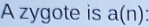 A zygote is a(n) :