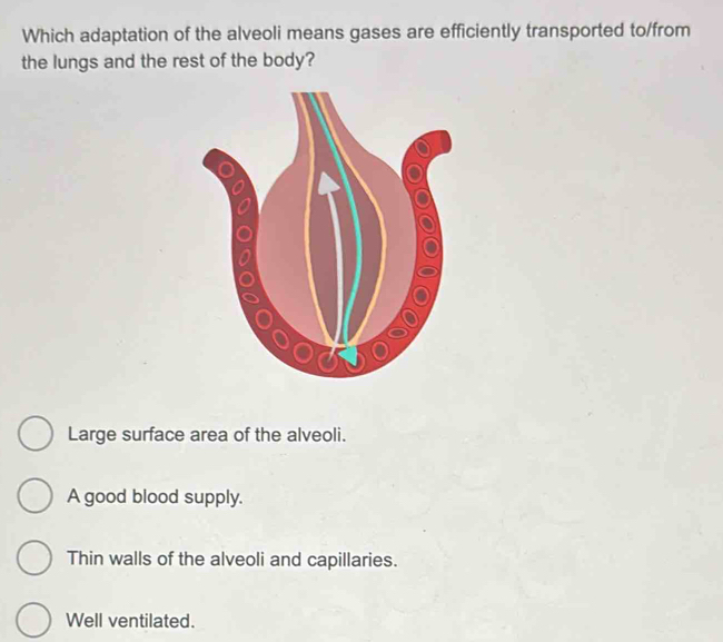 Which adaptation of the alveoli means gases are efficiently transported to/from
the lungs and the rest of the body?
Large surface area of the alveoli.
A good blood supply.
Thin walls of the alveoli and capillaries.
Well ventilated.