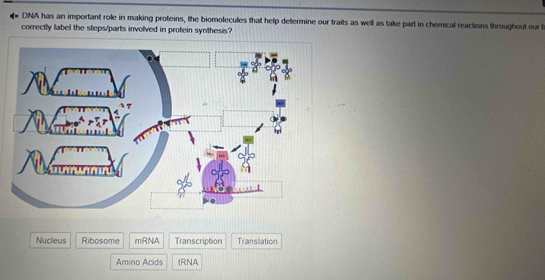 DNA has an important role in making proteins, the biomolecules that help determine our traits as well as take part in chemical reactions throughout our b
correctly label the steps/parts involved in protein synthesis?
Nucleus Ribosome mRNA Transcription Translation
Amino Acids tRNA