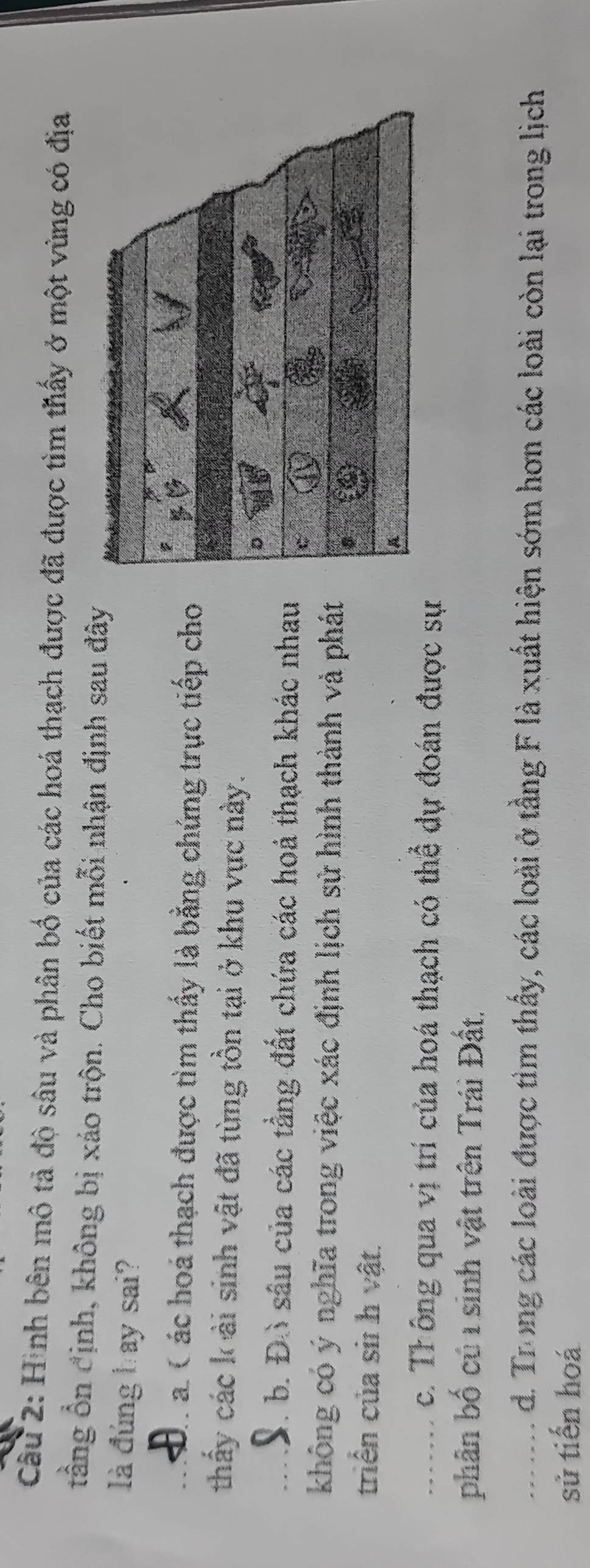 Hình bên mô tả độ sâu và phân bố của các hoá thạch được đã được tìm thấy ở một vùng có địa
tằng ổn định, không bị xáo trộn. Cho biết mỗi nhận định sau đây
là đúng hay sai?
_a C ác hoá thạch được tìm thấy là bằng chứng trực tiếp cho
thấy các kải sinh vật đã từng tồn tại ở khu vực này.
_B. b. Đồ sâu của các tầng đất chứa các hoá thạch khác nhau
không có ý nghĩa trong việc xác định lịch sử hình thành và phát
triển của sir h vật.
_c. Trông qua vị trí của hoá thạch có thể dự đoán được sự
phân bố củ 1 sinh vật trên Trái Đất.
_d. Trong các loài được tìm thấy, các loài ở tầng F là xuất hiện sớm hơn các loài còn lại trong lịch
sử tiến hoá