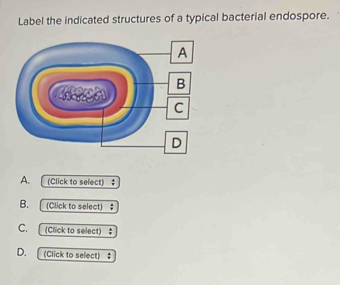 Solved: Label the indicated structures of a typical bacterial endospore ...