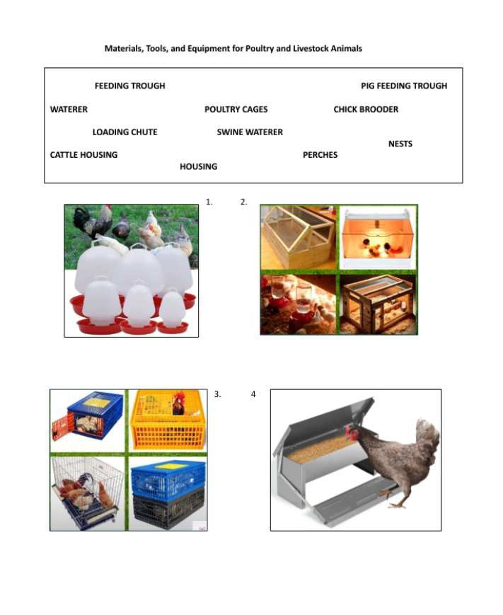 Materials, Tools, and Equipment for Poultry and Livestock Animals 
FEEDING TROUGH PIG FEEDING TROUGH 
WATERER POULTRY CAGES CHICK BROODER 
LOADING CHUTE SWINE WATERER 
CATTLE HOUSING PERCHES NESTS 
HOUSING 
1. 2. 
. 4