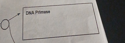 DNA Primase