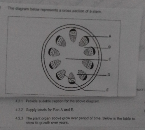 The diagram below represents a cross section of a stem. 
MAY 
4.2.1 Provide suitable caption for the above diagram 
4.2.2 Supply labels for Part A and E. 
4.2.3 The plant organ above grow over period of time. Below is the table to 
show its growth over years.