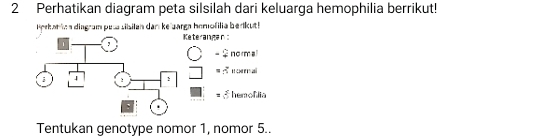 Perhatikan diagram peta silsilah dari keluarga hemophilia berrikut! 
Hrekan in a dingram pes siisilan dar keuarga hemofilia berikut! 
eterangan
2 normal
3
n oral 
 hemoflia 
Tentukan genotype nomor 1, nomor 5..