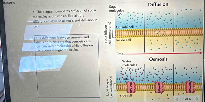 smosis 
1. The diagram compares diffusion of sugar 
molecules and osmosis. Explain the 
difference between osmosis and diffusion in 
cells. 
The difference between osmosis and 
diffusion in cells are that osmosis cells 
contain water molecules while diffusion 
cells contain sugar molecules. 
molecules 
ō 5
Outside ce 
Inside cell
3 of 6