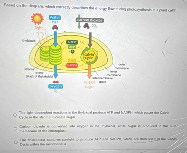 Based on the diagram, which correctly describes the energy flow during photosynthesis in a plant cell?
The light-dependent reactions in the thylakoid produce ATP and NADPH, which power the Calvin
Cycle in the stroma to create sugar.
Carbon dioxide is converted into oxygen in the thylakoid, while sugar is produced in the outer
membrane of the chloroplast.
The chloroplast captures sunlight to produce ATP and NADPH, which are then used in the Calvin
Cycle within the mitochondria.