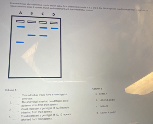 Examine the gel ellectrophoresis results shown below for 4 different individuals A, B, C and D. The SMA fragments found in the gelrange o ohe fun t 
repeats down to sized 8 repeats. Match each statement with the correct letter choices.
Column A Column B
_
1. This individual would have a Homozygous a Letter A
genotype
2. This individual inherited two different allele b Letters B and D
_patterns sizes from their parents.
3. Could represent a genotype of 12, 8 repeats c. Letter B
_inherited from their parents
4. Could represent a genotype of 10, 10 repeats d. Letters A and C
_inherited from their parents