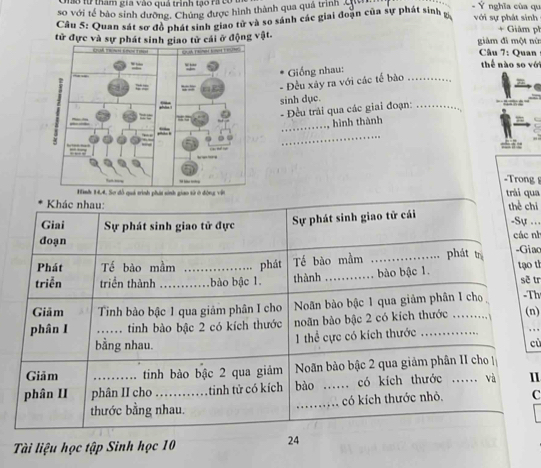 ao từ tham gia vào quả trình tạo ra có 
so với tế bào sinh dưỡng, Chúng được hình thành qua quá trình Ý nghĩa của qu 
Câu 5: Quan sát sơ đồ phát sinh giao tử và so sánh các giai đoặn của sự phát sinh g với sự phát sinh + Giâm ph 
tử đực và sự phát sinh giao tử cái ở động vật. giàm đì một nú 
Câu 7: Quan thể nào so với 
Giống nhau: 
- Đều xảy ra với các tế bào_ 
sinh dục. 
- Đều trải qua các giai đoạn:_ 
_ 
hình thành 
_ 
-Trong 
trái qua 
Khác nhau: thể chỉ 
Sự phát sinh giao tử cái 
Giai Sự phát sinh giao tử đực -Sự ... 
đoạn các nh 
Phát Tế bào mầm phát Tế bào mầm _phát t -Giac 
triễn triển thành __bào bậc 1 thành _bào bậc 1. tạo th sẽ tr 
Giām Tinh bào bậc 1 qua giảm phân I cho Noãn bào bậc 1 qua giảm phân I cho -Th 
phân I _tinh bào bậc 2 có kích thước noãn bào bậc 2 có kích thước _(n)_ 
bằng nhau. 
1 thể cực có kích thước 
cù 
Giảm _tinh bào bậc 2 qua giảm Nãn bảo bậc 2 qua giảm phân II cho 
phân II phân II cho _, tinh tử có kích bào _có kích thước ...... và 
thước bằng nhau. _có kích thước nhỏ. C 
Tài liệu học tập Sinh học 10 
24