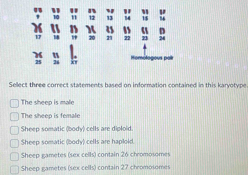 Select three correct statements based on information contained in this karyotype.
The sheep is male
The sheep is female
Sheep somatic (body) cells are diploid.
Sheep somatic (body) cells are haploid.
Sheep gametes (sex cells) contain 26 chromosomes
Sheep gametes (sex cells) contain 27 chromosomes