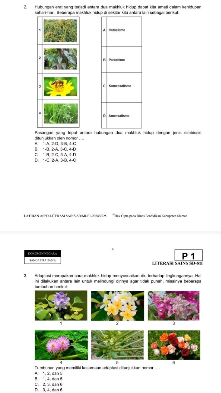 Hubungan erat yang terjadi antara dua makhluk hidup dapat kita amati dalam kehidupan
sehari-hari. Beberapa makhluk hidup di sekitar kita antara lain sebagai berikut:
2
3
4
Pasangan yang tepat antara hubungan dua makhluk hidup dengan jenis simbiosis
ditunjukkan oleh nomor ....
A. 1-A, 2-D, 3-B, 4-C
B. 1-B, 2-A, 3-C, 4-D
C. 1-B, 2-C, 3-A, 4-D
D. 1-C, 2-A, 3-B, 4-C
LATIHAN ASPD-LITERASI SAINS-SD/MI-P1-2024/2025 Hak Cipta pada Dinas Pendidikan Kabupaten Sleman
4
DOKUMEN NEGARA P 1
SANGAT RAHASIA
LITERASI SAINS SD-MI
3. Adaptasi merupakan cara makhluk hidup menyesuaikan diri terhadap lingkungannya. Hal
ini dilakukan antara lain untuk melindungi dirinya agar tidak punah, misalnya beberapa
tumbuhan berikut:
1
2
3
4
5
6
Tumbuhan yang memiliki kesamaan adaptasi ditunjukkan nomor ....
A. 1, 2, dan 5
B. 1, 4, dan 5
C. 2, 3, dan 6
D. 3, 4, dan 6