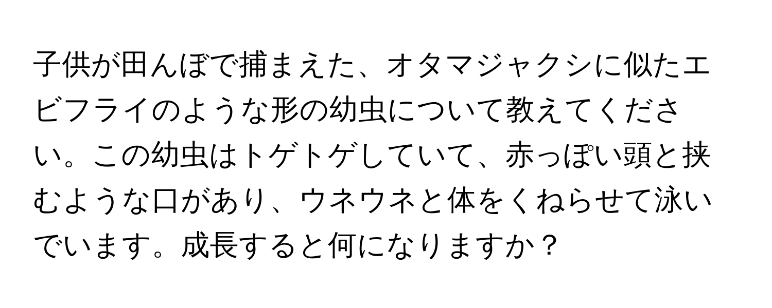 子供が田んぼで捕まえた、オタマジャクシに似たエビフライのような形の幼虫について教えてください。この幼虫はトゲトゲしていて、赤っぽい頭と挟むような口があり、ウネウネと体をくねらせて泳いでいます。成長すると何になりますか？