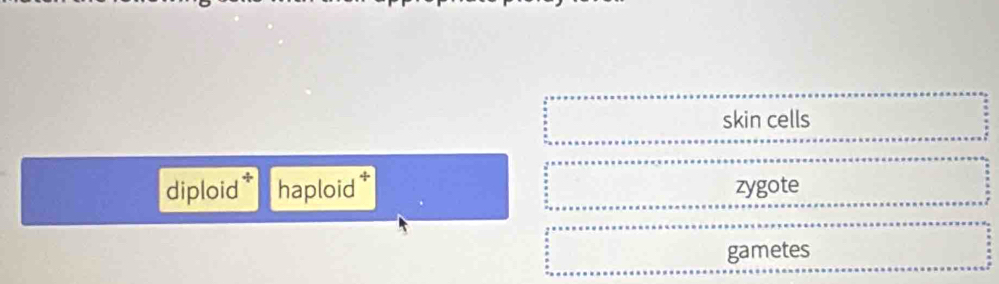 skin cells
diploid haploid zygote
gametes