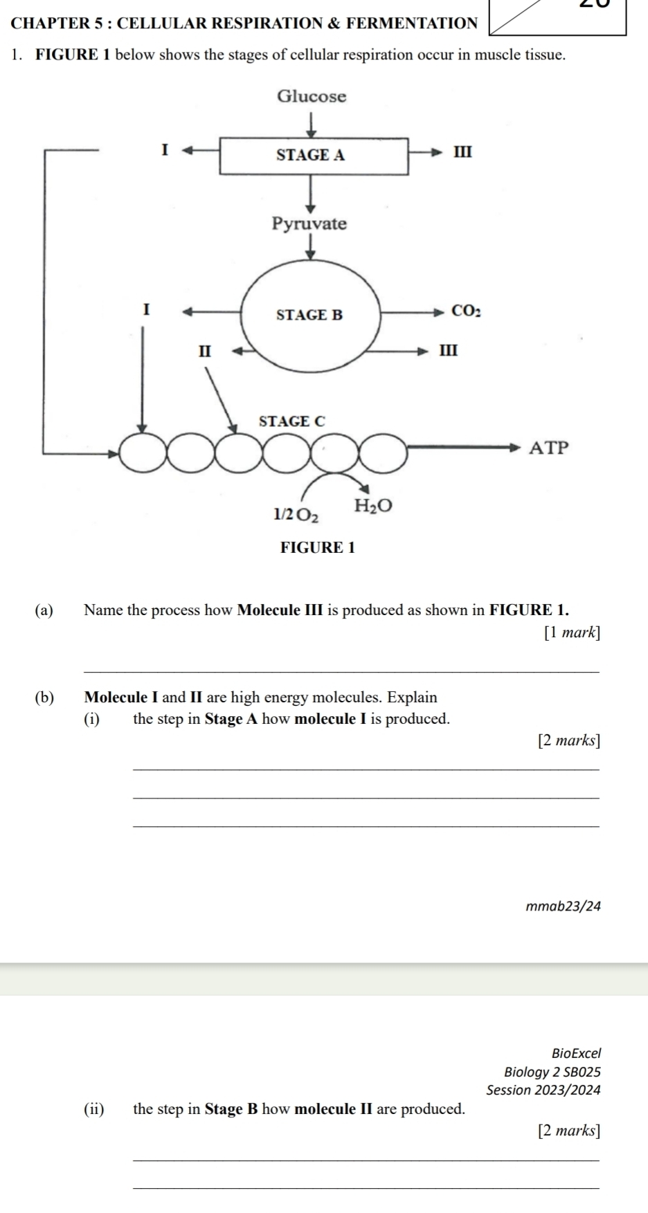 CHAPTER 5 : CELLULAR RESPIRATION & FERMENTATION
l. FIGURE 1 below shows the stages of cellular respiration occur in muscle tissue.
(a) Name the process how Molecule III is produced as shown in FIGURE 1.
[1 mark]
_
(b) Molecule I and II are high energy molecules. Explain
(i) the step in Stage A how molecule I is produced.
[2 marks]
_
_
_
mmab23/24
BioExcel
Biology 2 SB025
Session 2023/2024
(ii) the step in Stage B how molecule II are produced.
[2 marks]
_
_