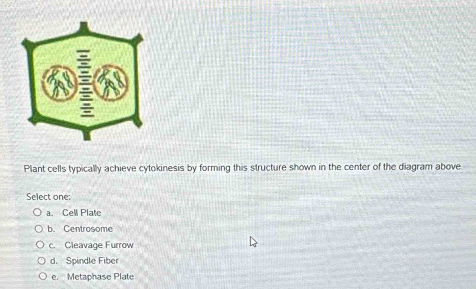 Plant cells typically achieve cytokinesis by forming this structure shown in the center of the diagram above.
Select one:
a. Cell Plate
b. Centrosome
c. Cleavage Furrow
d. Spindle Fiber
e. Metaphase Plate
