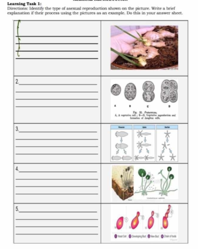 Learning Task 1: 
Directions: Identify the type of asexual reproduction shown on the picture. Write a brief 
exp