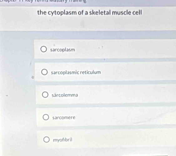 the cytoplasm of a skeletal muscle cell
sarcoplasm
sarcoplasmic reticulum
sarcolemma
sarcomere
myofıbril