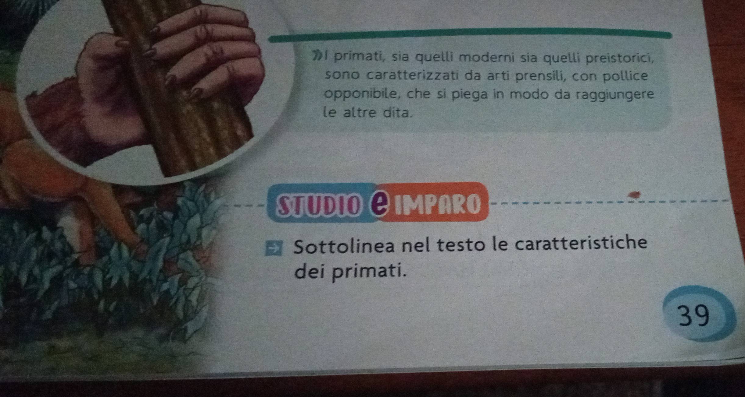 》1 primati, sia quelli moderni sía quelli preistorici, 
sono caratterizzati da arti prensilí, con pollice 
opponibile, che si piega in modo da raggiungere 
le altre dita. 
studioθimparo 
→ Sottolinea nel testo le caratteristiche 
dei primati.
39