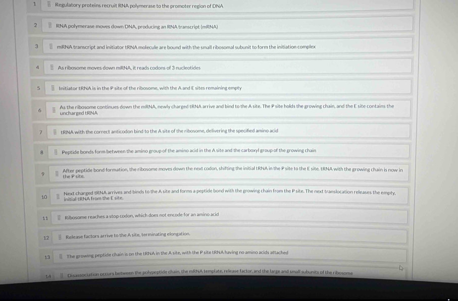 Regulatory proteins recruit RNA polymerase to the promoter region of DNA 
2 RNA polymerase moves down DNA, producing an RNA transcript (mRNA) 
3 mRNA transcript and initiator tRNA molecule are bound with the small ribosomal subunit to form the initiation complex 
4 § As ribosome moves down mRNA, it reads codons of 3 nucleotides 
5 § Initiator tRNA is in the P site of the ribosome, with the A and E sites remaining empty 
6 As the ribosome continues down the mRNA, newly charged tRNA arrive and bind to the A site. The P site holds the growing chain, and the E site contains the 
uncharged tRNA 
7 tRNA with the correct anticodon bind to the A site of the ribosome, delivering the specifed amino acid 
8 Peptide bonds form between the amino group of the amino acid in the A site and the carboxyl group of the growing chain 
9 After peptide bond formation, the ribosome moves down the next codon, shifting the initial tRNA in the P site to the E site. tRNA with the growing chain is now in 
the P site. 
10 Next charged tRNA arrives and binds to the A site and forms a peptide bond with the growing chain from the P site. The next translocation releases the empty, 
initial tRNA from the E site. 
11 Ribosome reaches a stop codon, which does not encode for an amino acid 
12 § Release factors arrive to the A site, terminating elongation. 
13 The growing peptide chain is on the tRNA in the A site, with the P site tRNA having no amino acids attached 
14 Disassociation occurs between the polypeptide chain, the mRNA template, release factor, and the large and small subunits of the ribosome