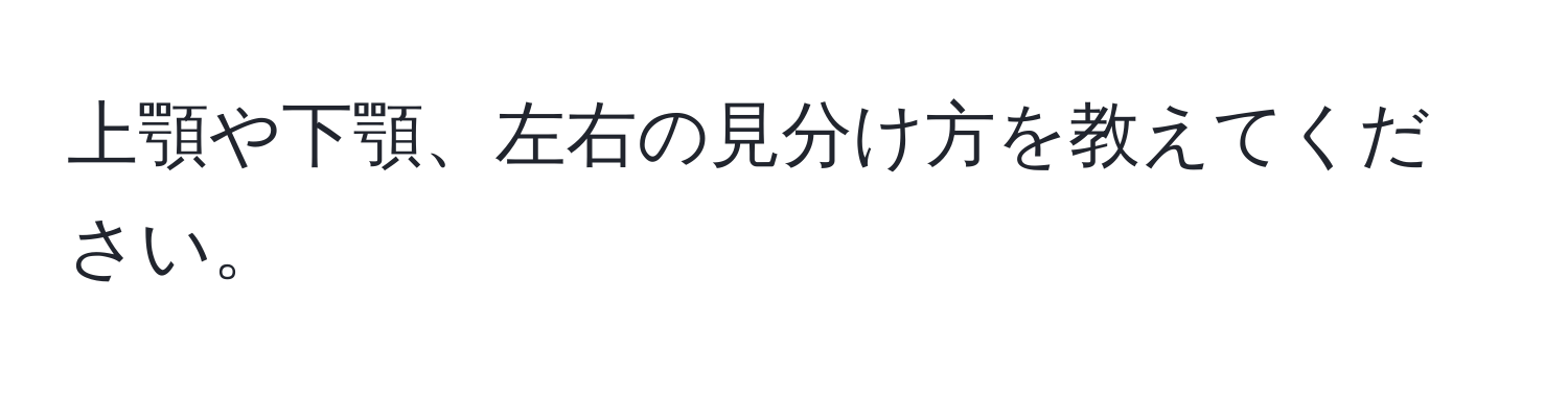 上顎や下顎、左右の見分け方を教えてください。