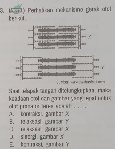 (2O) Perhatikan mekanisme gerak otot
berikut.
Sumber: www.shutterstock.com
Saat telapak tangan ditelungkupkan, maka
keadaan otot dan gambar yang tepat untuk
otot pronator teres adalah . . . .
A. kontraksi, gambar X
B. relaksasi, gambar Y
C. relaksasi, gambar X
D. sinergi, gambar X
E. kontraksi, gambar Y