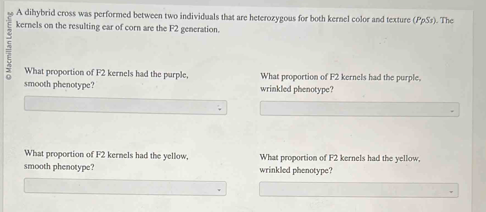 A dihybrid cross was performed between two individuals that are heterozygous for both kernel color and texture (PpSs). The 
= 
kernels on the resulting ear of corn are the F2 generation. 
What proportion of F2 kernels had the purple, What proportion of F2 kernels had the purple, 
smooth phenotype? wrinkled phenotype? 
What proportion of F2 kernels had the yellow, What proportion of F2 kernels had the yellow, 
smooth phenotype? wrinkled phenotype?