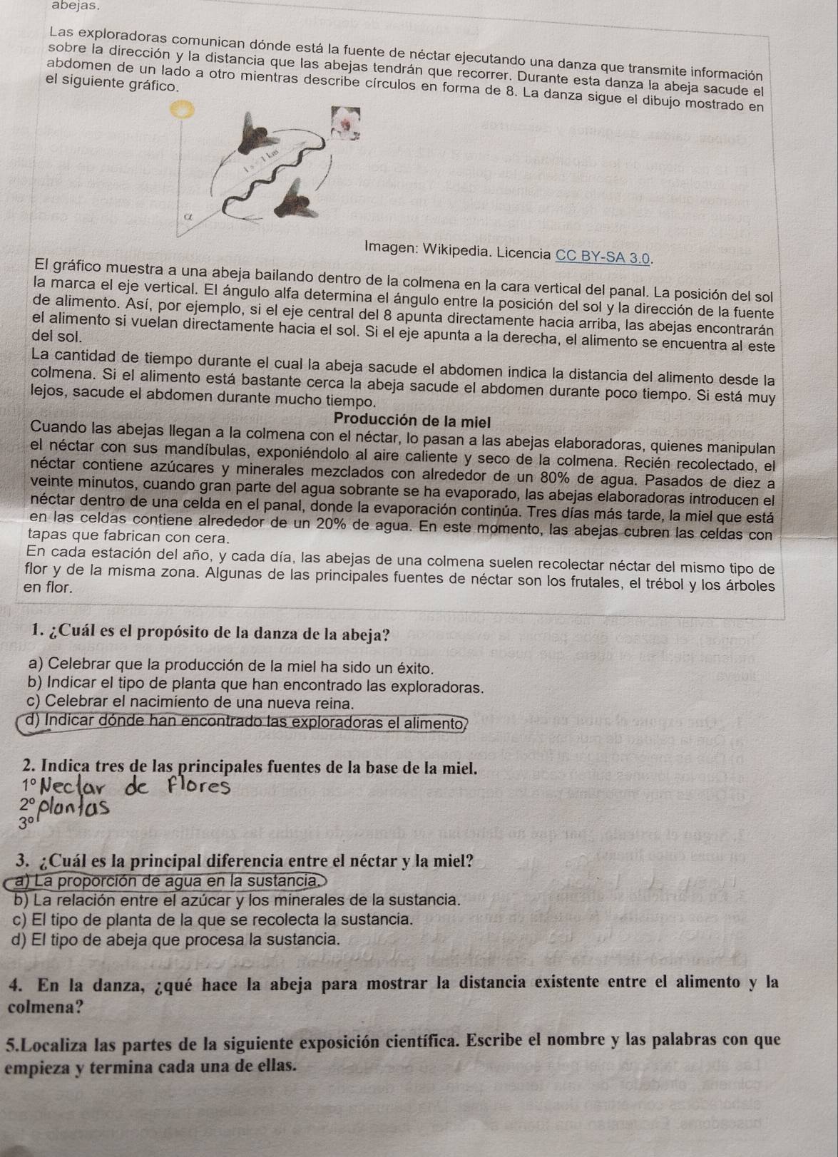 abejas.
Las exploradoras comunican dónde está la fuente de néctar ejecutando una danza que transmite información
sobre la dirección y la distancia que las abejas tendrán que recorrer. Durante esta danza la abeja sacude el
el siguiente gráfico.
abdomen de un lado a otro mientras describe círculos en forma de 8. La danza sigue el dibujo mostrado en
Imagen: Wikipedia. Licencia CC BY-SA 3.0.
El gráfico muestra a una abeja bailando dentro de la colmena en la cara vertical del panal. La posición del sol
la marca el eje vertical. El ángulo alfa determina el ángulo entre la posición del sol y la dirección de la fuente
de alimento. Así, por ejemplo, si el eje central del 8 apunta directamente hacia arriba, las abejas encontrarán
el alimento si vuelan directamente hacia el sol. Si el eje apunta a la derecha, el alimento se encuentra al este
del sol.
La cantidad de tiempo durante el cual la abeja sacude el abdomen indica la distancia del alimento desde la
colmena. Si el alimento está bastante cerca la abeja sacude el abdomen durante poco tiempo. Si está muy
lejos, sacude el abdomen durante mucho tiempo.
* Producción de la miel
Cuando las abejas llegan a la colmena con el néctar, lo pasan a las abejas elaboradoras, quienes manipulan
el néctar con sus mandíbulas, exponiéndolo al aire caliente y seco de la colmena. Recién recolectado, el
néctar contiene azúcares y minerales mezclados con alrededor de un 80% de agua. Pasados de diez a
veinte minutos, cuando gran parte del agua sobrante se ha evaporado, las abejas elaboradoras introducen el
néctar dentro de una celda en el panal, donde la evaporación continúa. Tres días más tarde, la miel que está
en las celdas contiene alrededor de un 20% de agua. En este momento, las abejas cubren las celdas con
tapas que fabrican con cera.
En cada estación del año, y cada día, las abejas de una colmena suelen recolectar néctar del mismo tipo de
flor y de la misma zona. Algunas de las principales fuentes de néctar son los frutales, el trébol y los árboles
en flor.
1. ¿Cuál es el propósito de la danza de la abeja?
a) Celebrar que la producción de la miel ha sido un éxito.
b) Indicar el tipo de planta que han encontrado las exploradoras.
c) Celebrar el nacimiento de una nueva reina.
d) Indicar dónde han encontrado las exploradoras el alimento
2. Indiça tres de las principales fuentes de la base de la miel.
1°
20
3°
3. ¿Cuál es la principal diferencia entre el néctar y la miel?
a) La proporción de agua en la sustancia
b) La relación entre el azúcar y los minerales de la sustancia.
c) El tipo de planta de la que se recolecta la sustancia.
d) El tipo de abeja que procesa la sustancia.
4. En la danza, ¿qué hace la abeja para mostrar la distancia existente entre el alimento y la
colmena?
5.Localiza las partes de la siguiente exposición científica. Escribe el nombre y las palabras con que
empieza y termina cada una de ellas.