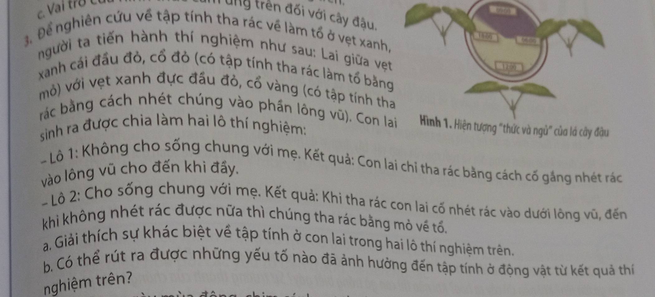 Vai trở c 
Tung trên đối với cây đậu. 
3. Để nghiên cứu về tập tính tha rác về làm tổ ở vẹt xanh, 
người ta tiến hành thí nghiệm như sau: Lai giữa vẹt 
xanh cái đầu đỏ, cổ đỏ (có tập tính tha rác làm tổ bằng 
mỏ) với vẹt xanh đực đầu đỏ, cổ vàng (có tập tính th 
rác bằng cách nhét chúng vào phần lông vũ). Con la của lá cây đậu 
sinh ra được chia làm hai lô thí nghiệm: 
- Lô 1: Không cho sống chung với mẹ. Kết quả: Con lai chỉ tha rác bằng cách cố gắng nhét rác 
vào lông vũ cho đến khi đẩy. 
- Lô 2: Cho sống chung với mẹ. Kết quả: Khi tha rác con lai cố nhét rác vào dưới lông vũ, đến 
khi không nhét rác được nữa thì chúng tha rác bằng mỏ về tổ. 
a. Giải thích sự khác biệt về tập tính ở con lai trong hai lô thí nghiệm trên 
b. Có thể rút ra được những yếu tố nào đã ảnh hưởng đến tập tính ở động vật từ kết quả thí 
nghiệm trên?