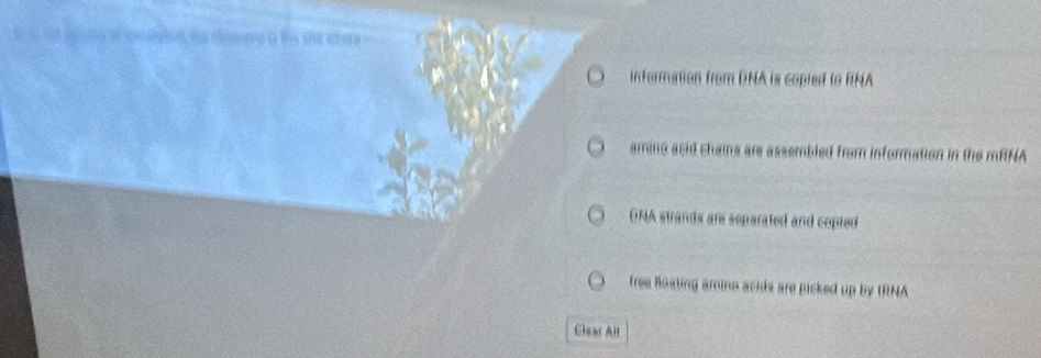 information from DNA is copled ts RNA
amino acid chains are assembled from information in the mRNA
DNA strands are separated and copied
free hoating amine acids are picked up by IRNA
Clear All